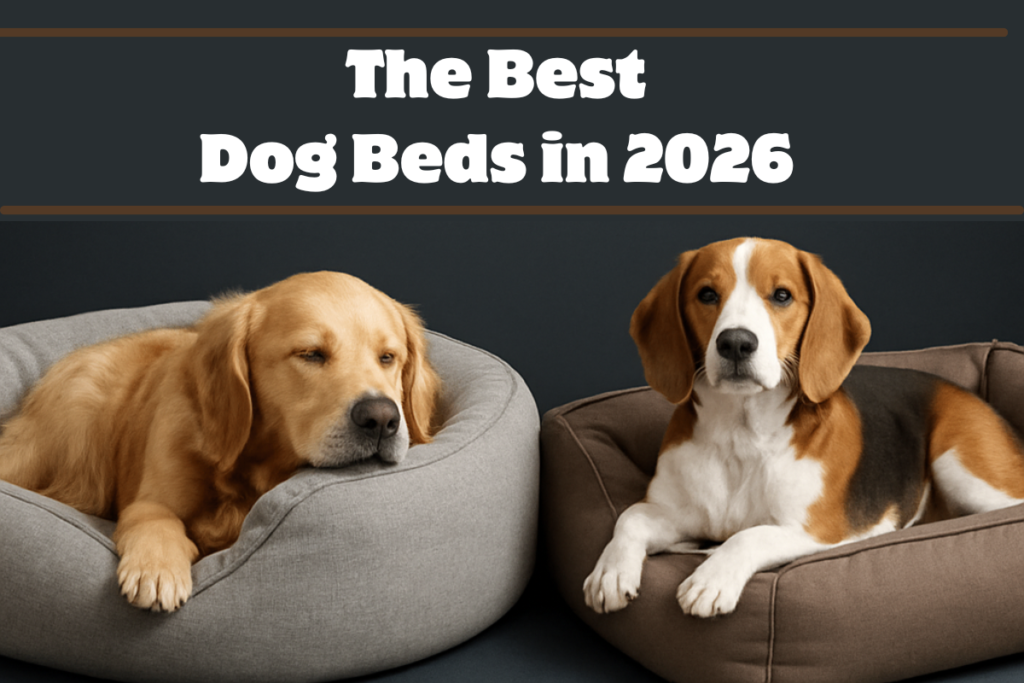 Dog sleeping comfortably on an orthopedic memory foam dog bed