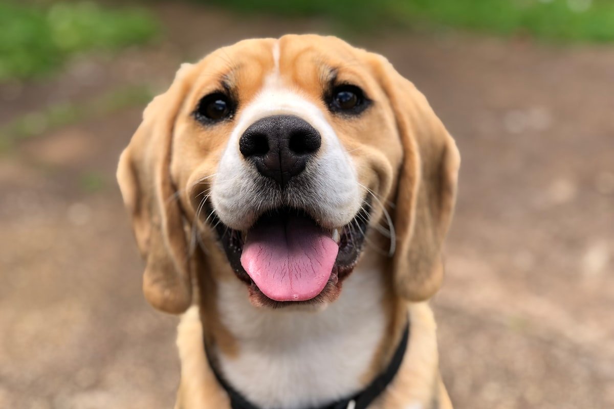 Happy dog at mealtime - automatic feeder keeps schedule