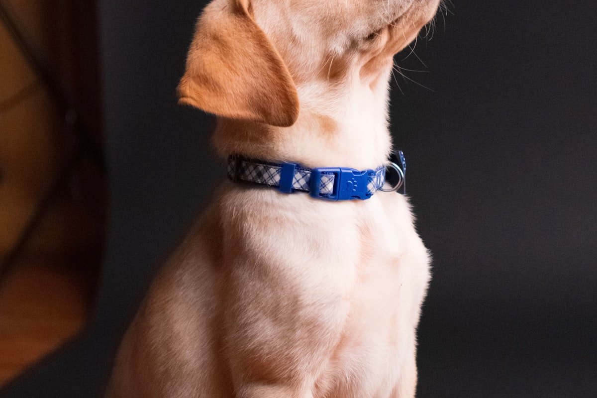 Puppy wearing collar outdoors - GPS collar tracker for dogs